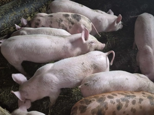 Vând purcei  !!! - imagine 3