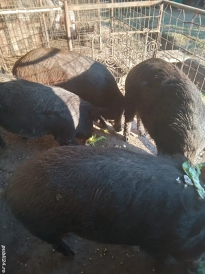 porci mangalita cu mistreț 