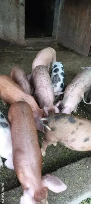 Purcei de vânzare, Cornereva - imagine 3 Purcei de vânzare, Cornereva - imagine 3
