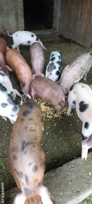 Purcei de vânzare, Cornereva - imagine 5 Purcei de vânzare, Cornereva - imagine 5