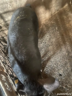 porci mangalita cu mistret  - imagine 3 porci mangalita cu mistret  - imagine 3