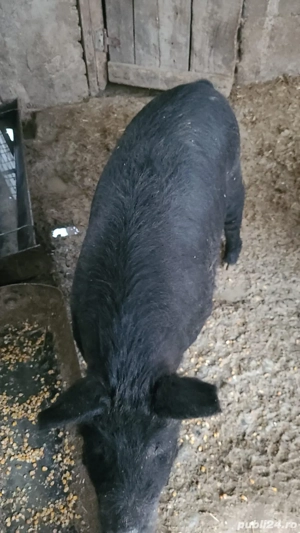porci mangalita cu mistret  - imagine 5 porci mangalita cu mistret  - imagine 5