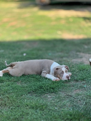 American bully pocket - mascul , 4 luni ABKC - imagine 2