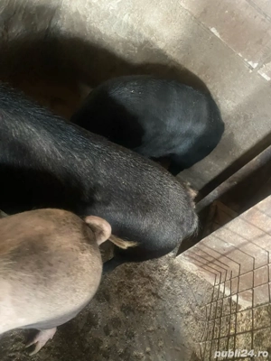 porci mangalita cu mistret  - imagine 2 porci mangalita cu mistret  - imagine 2