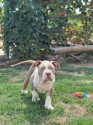 American bully pocket - mascul , 4 luni ABKC
