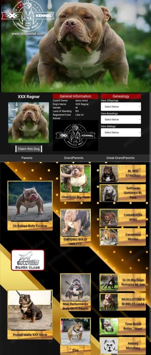 American bully pocket - mascul , 4 luni ABKC - imagine 4