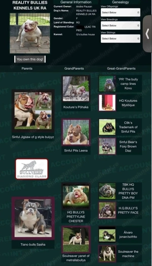 American bully pocket - mascul , 4 luni ABKC - imagine 5