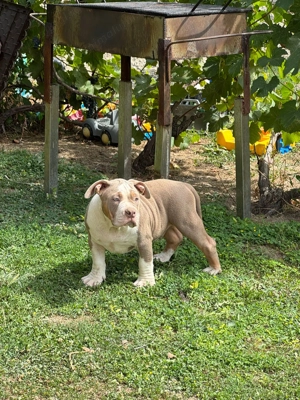 American bully pocket - mascul , 4 luni ABKC - imagine 3