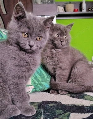 Pufosenii adorabile  - imagine 3