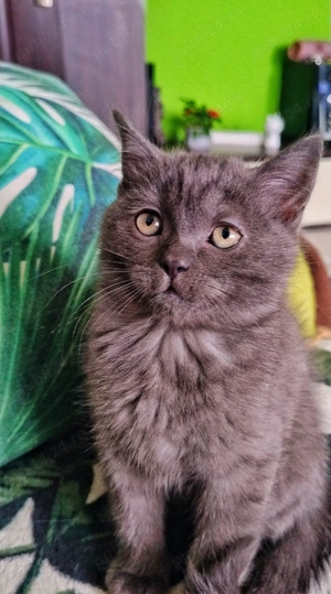 Pufosenii adorabile  - imagine 2