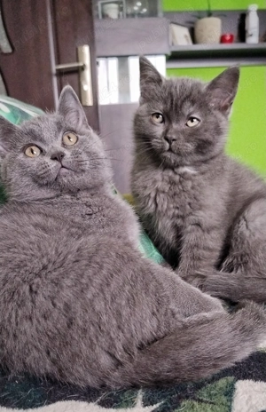 Pufosenii adorabile  - imagine 4