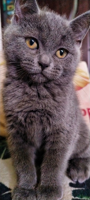 Pufosenii adorabile  - imagine 5