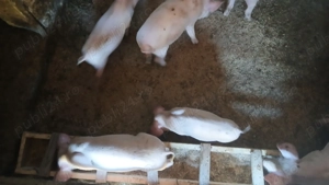 Vand capra si 4 purcei sau schimb