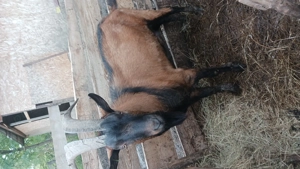 Țap de vânzare  - imagine 2 Țap de vânzare  - imagine 2