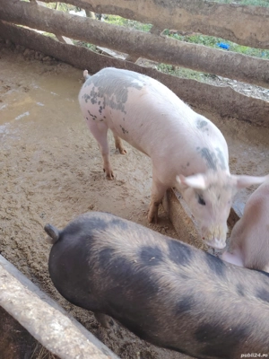 se vand godanasi de 50..60 kg