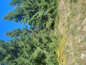 Teren intravilan stațiunea Muntele Băișorii  - imagine 3