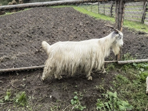 Vând capre!   - imagine 3