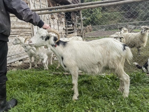 Vând capre!   - imagine 2