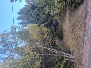 Teren intravilan stațiunea Muntele Băișorii  - imagine 6