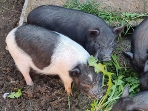 Vand 5 purcei vietnamezi cu bazna - imagine 2