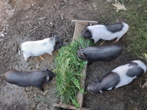 Vand 5 purcei vietnamezi cu bazna - imagine 4