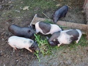 Vand 5 purcei vietnamezi cu bazna - imagine 3