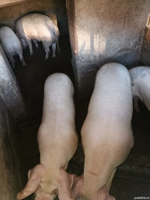 Porci crescuți bio în gospodărie cu cereale  - imagine 3