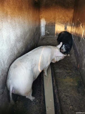 Porci crescuți bio în gospodărie cu cereale  - imagine 4