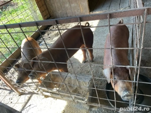 Porci duroc!  - imagine 4