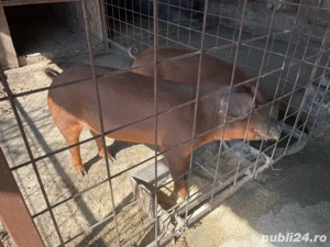 Porci duroc!  - imagine 3