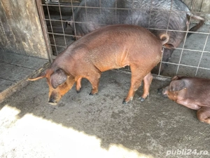 Porci duroc!  - imagine 2