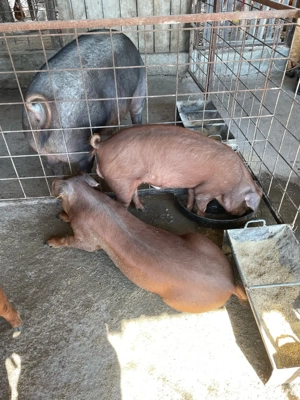 Porci duroc!  - imagine 5