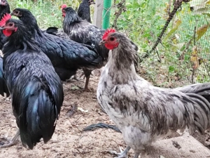 Cocoși Australorp de vânzare