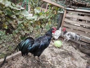 Cocoși Australorp de vânzare - imagine 4