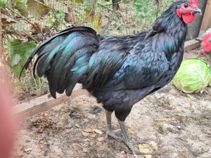 Cocoși Australorp de vânzare - imagine 3