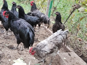 Cocoși Australorp de vânzare - imagine 2