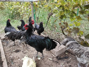 Cocoși Australorp de vânzare - imagine 5