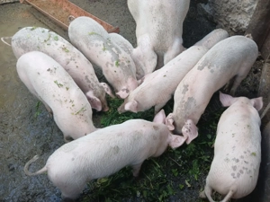 Purcei de 3 luni de vanzare  - imagine 3