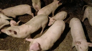 Purcei de 3 luni de vanzare  - imagine 4