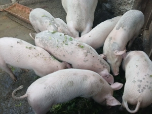 Purcei de 3 luni de vanzare 