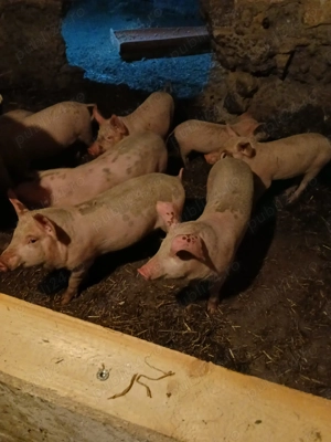 Purcei de 3 luni de vanzare  - imagine 5