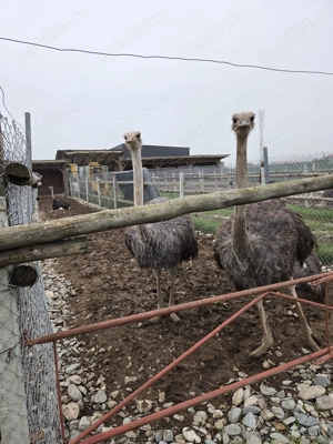  vand 3 familii struti 