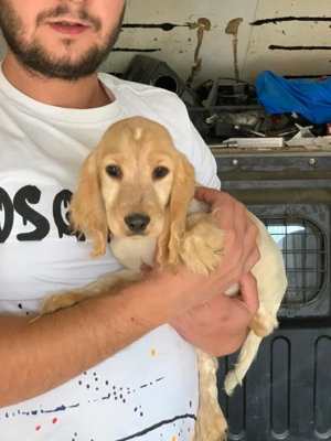 4 cățeluși Cocker în căutare de o nouă familie  - imagine 2 4 cățeluși Cocker în căutare de o nouă familie  - imagine 2