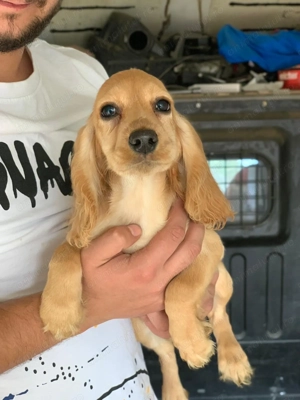 4 cățeluși Cocker în căutare de o nouă familie  - imagine 3 4 cățeluși Cocker în căutare de o nouă familie  - imagine 3