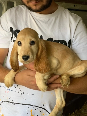 4 cățeluși Cocker în căutare de o nouă familie  - imagine 4 4 cățeluși Cocker în căutare de o nouă familie  - imagine 4