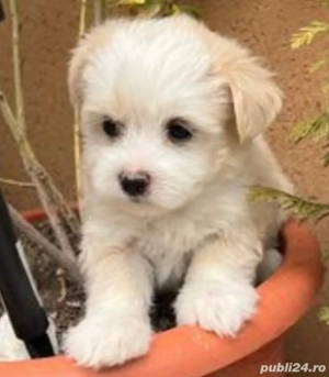 Vand bishon maltez talie mica 7 saptamani