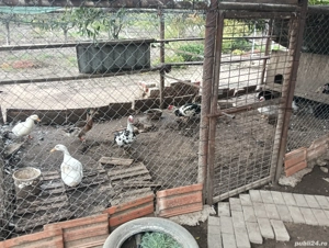 Rate mute,lesesti! - imagine 2 Rate mute,lesesti! - imagine 2