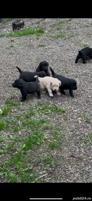 pui de labrador - imagine 3 pui de labrador - imagine 3