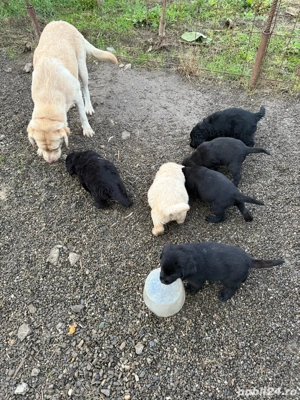 pui de labrador - imagine 2 pui de labrador - imagine 2