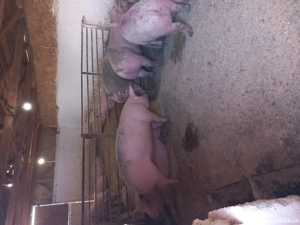 Porci crescut in propria gospodarie - imagine 4